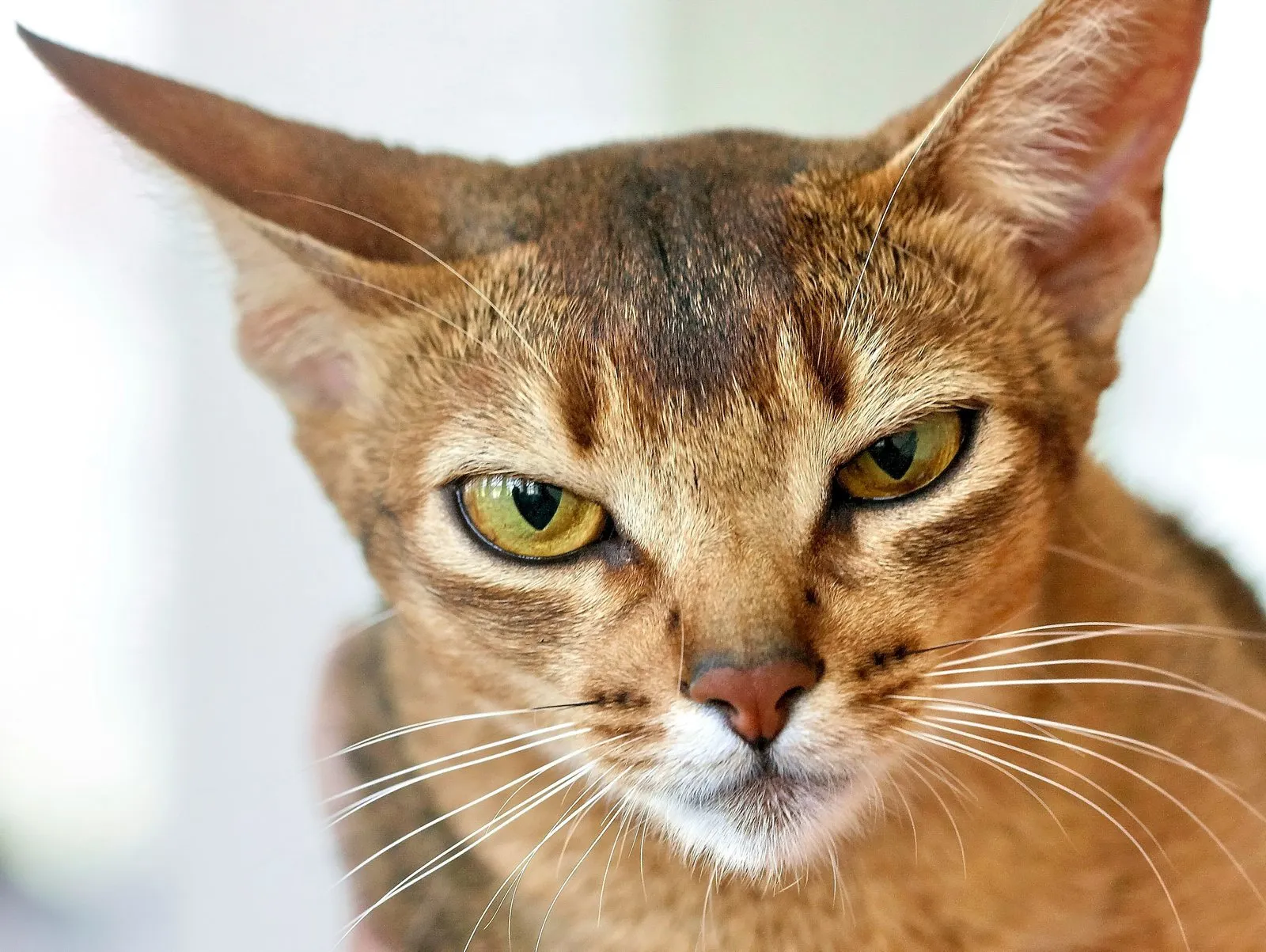 Chat abyssin à la robe tiquée, portrait