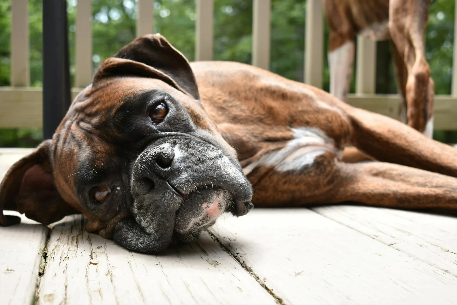 Boxer âgé allongé sur une terrasse en bois, museau grisonnant