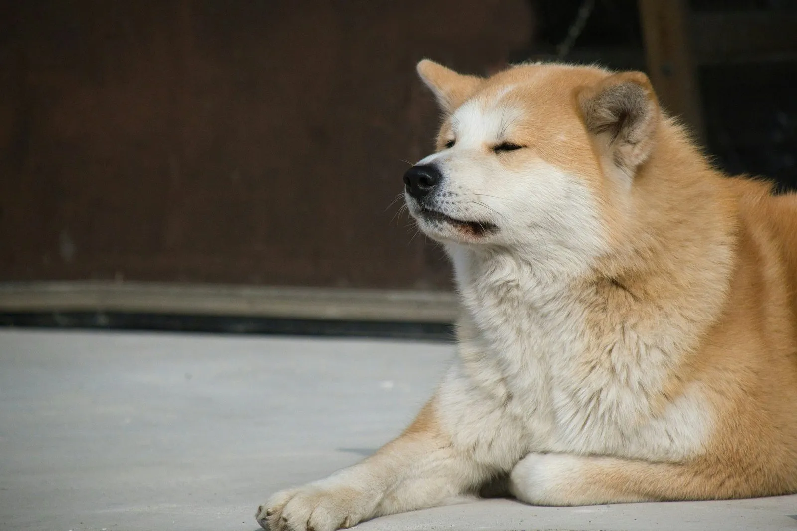 Akita roux et blanc couché, portrait de profil