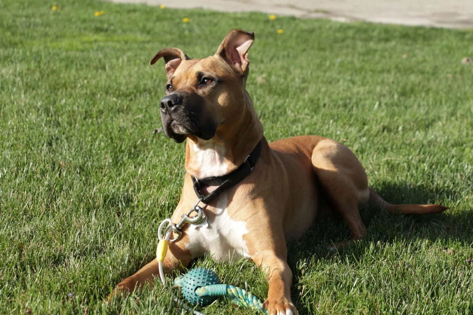 American staffordshire terrier fauve couché dans l'herbe avec son jouet