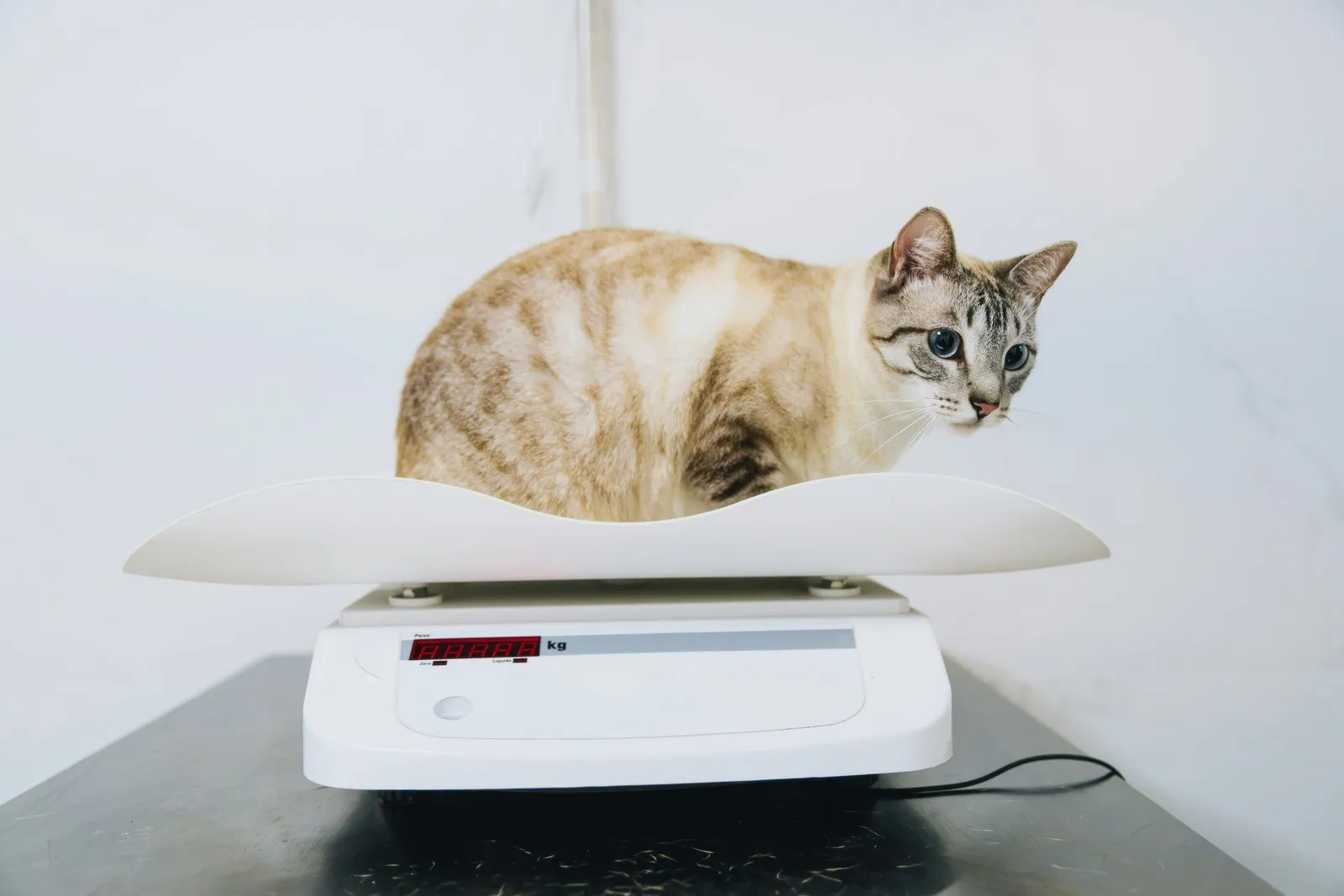 Chat tigré couché sur une balance de clinique vétérinaire
