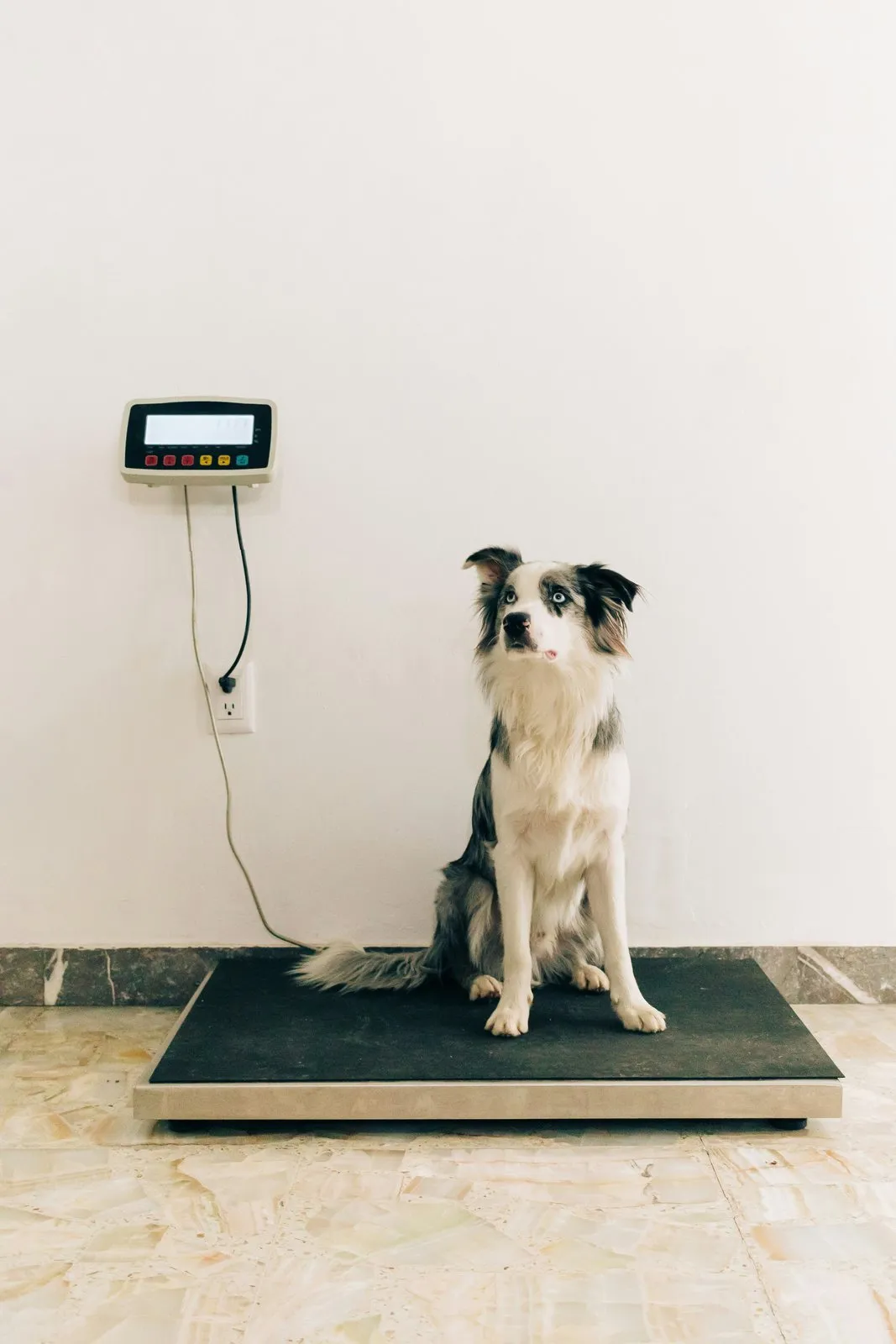 Border collie assis sur la balance d'une clinique vétérinaire