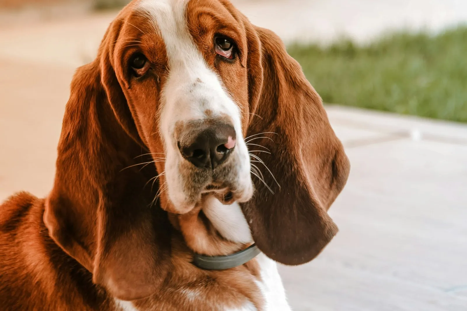 Basset hound aux longues oreilles, portrait de face