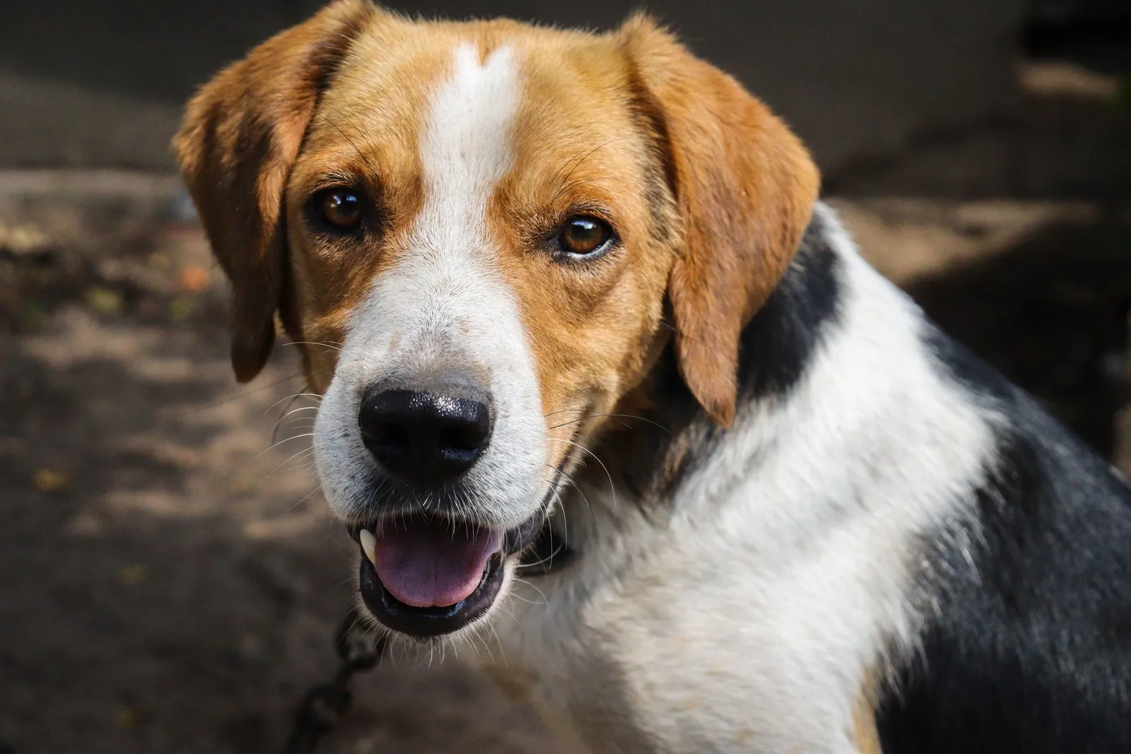 Beagle tricolore de face, par une journée ensoleillée