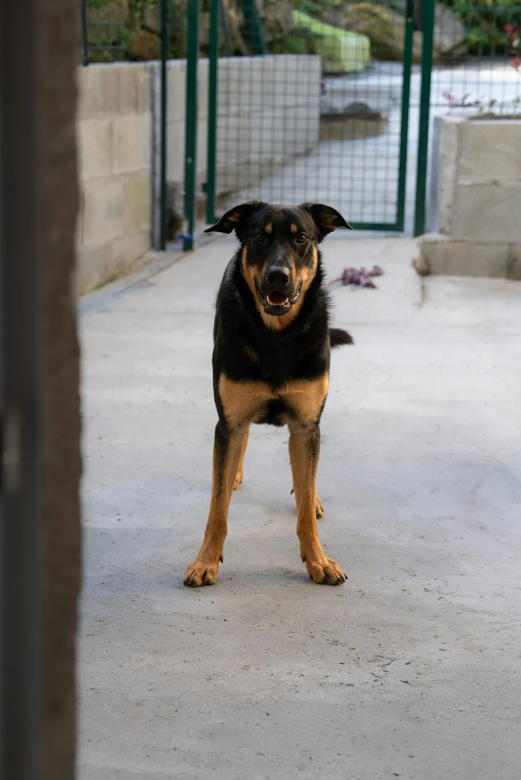 Beauceron noir et feu debout sur un chemin, face à l'objectif