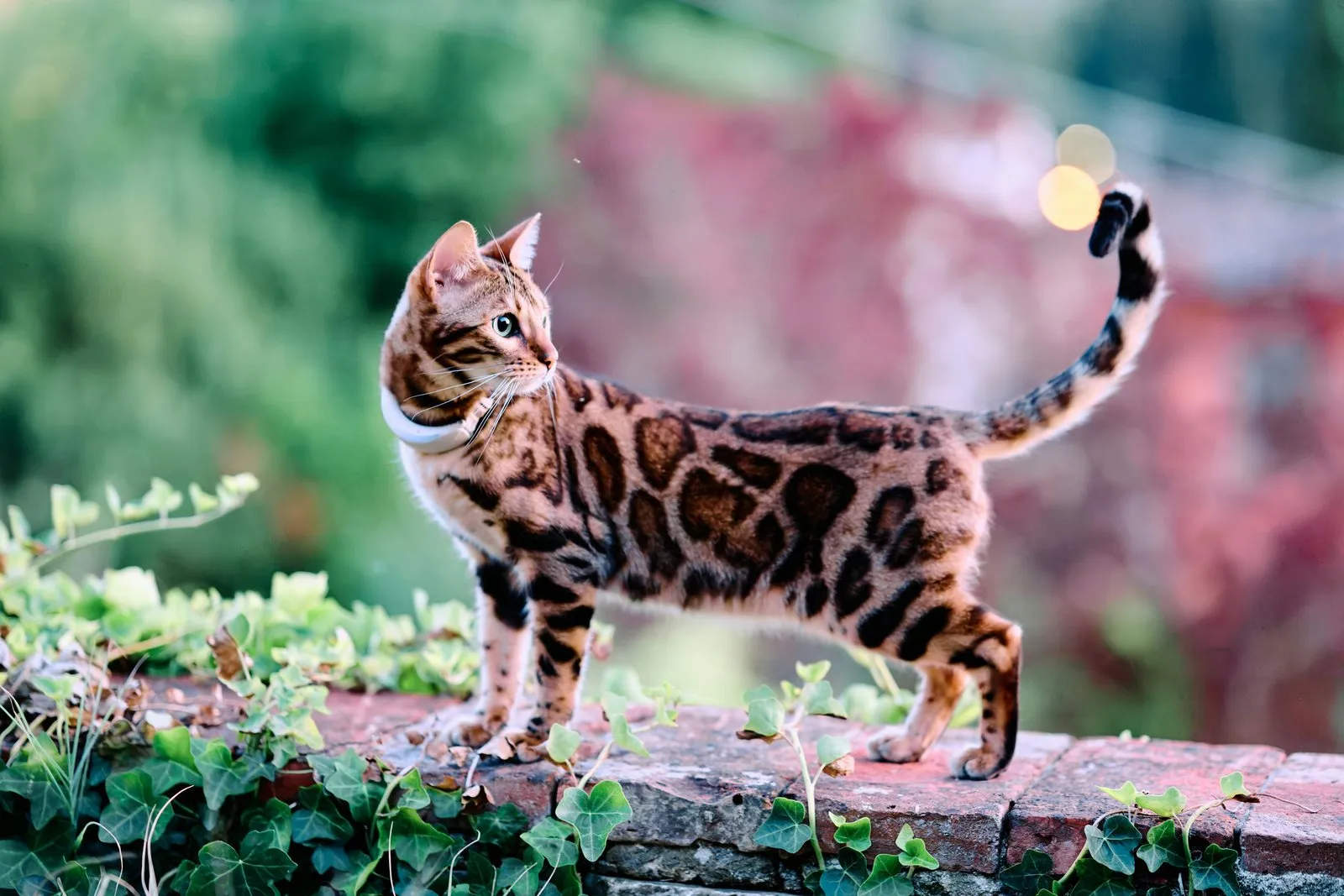 Chat bengal de profil sur un mur de briques, rosettes visibles