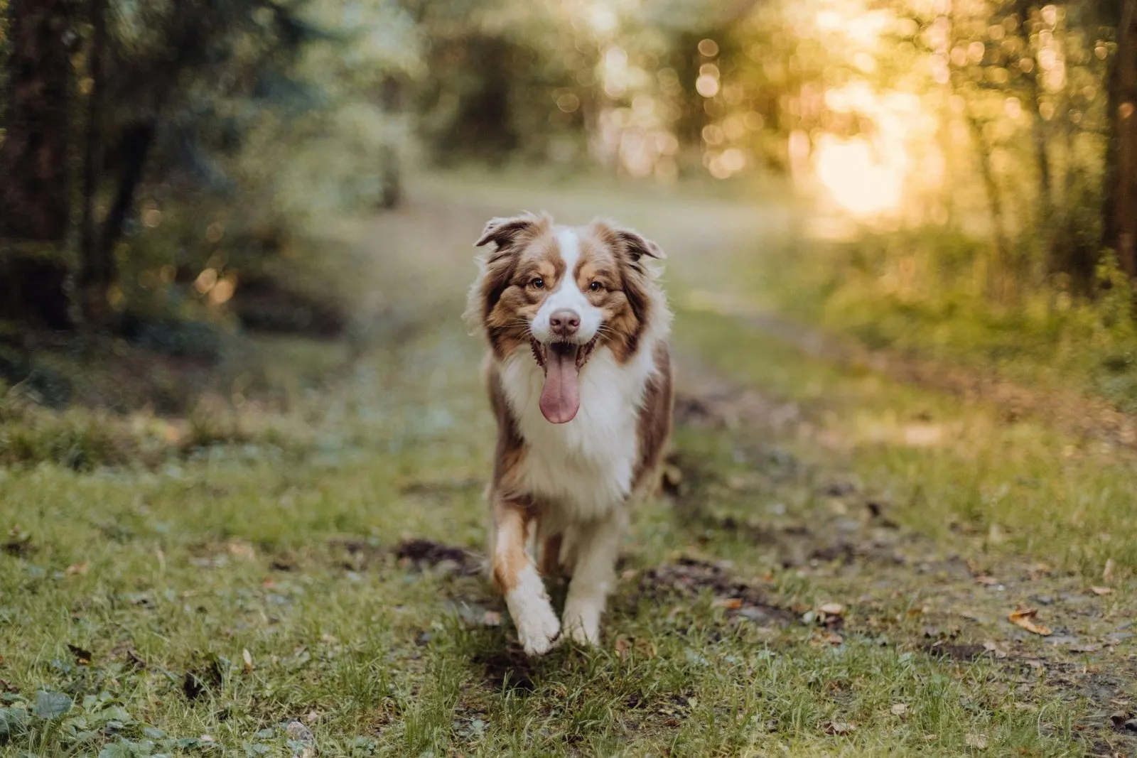 Petit berger merle marchant sur un chemin de terre au soleil couchant