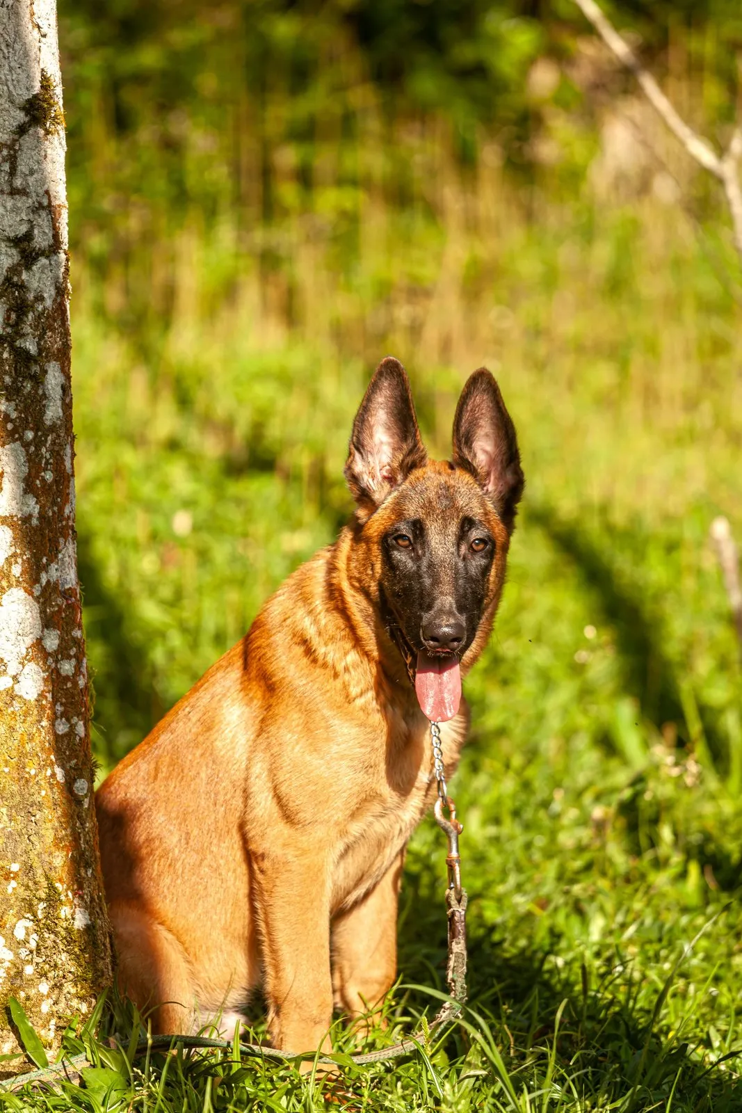 Berger belge malinois debout dans la verdure, langue sortie