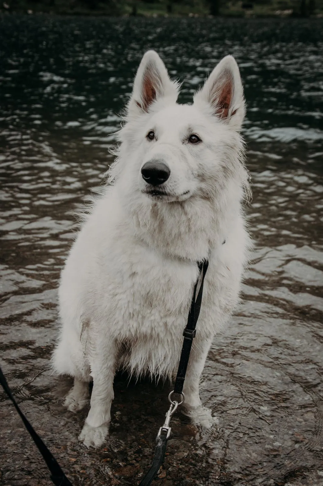 Berger blanc suisse assis au bord de l'eau, en laisse