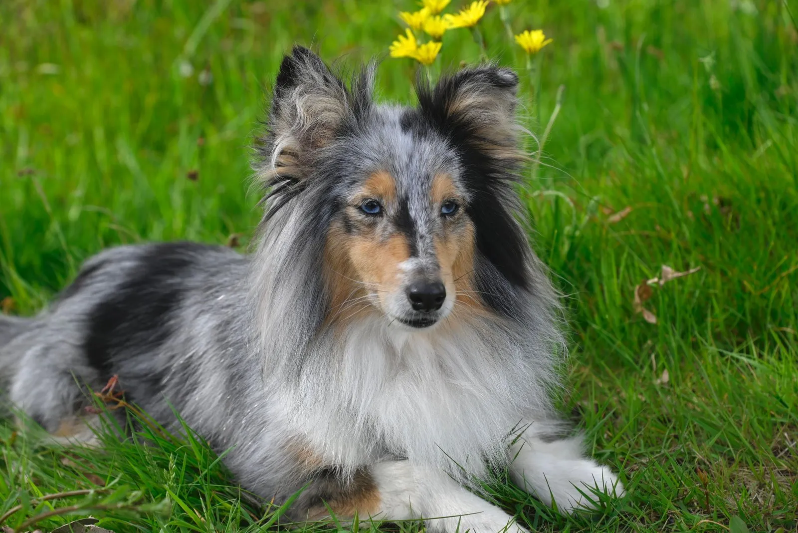 Berger des Shetland bleu merle couché dans l'herbe fleurie