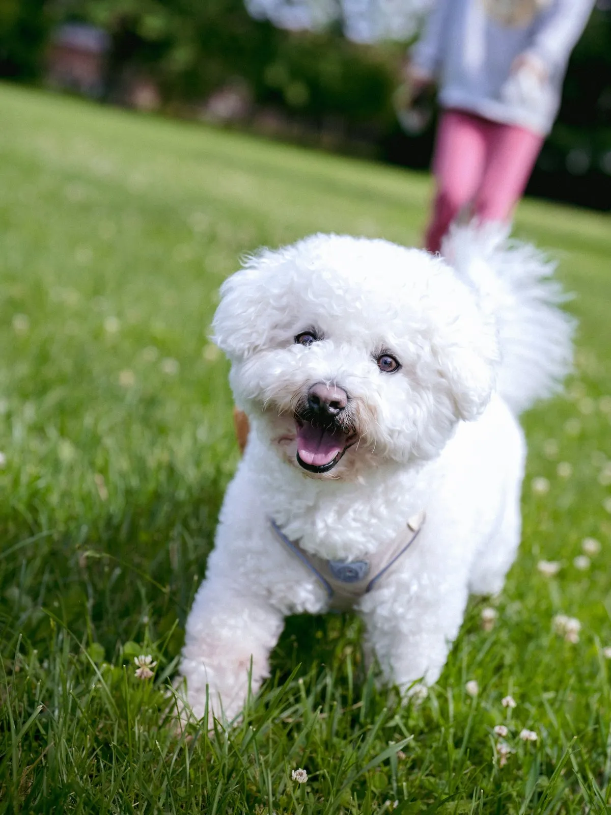 Bichon à poil frisé blanc dans un parc