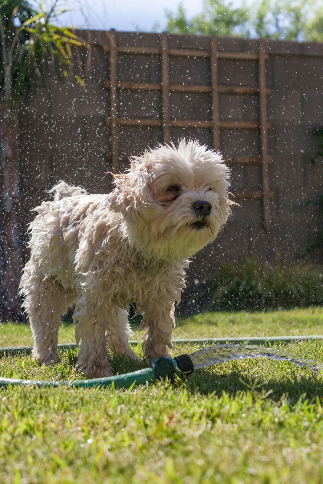 Bichon havanais crème debout dans l'herbe