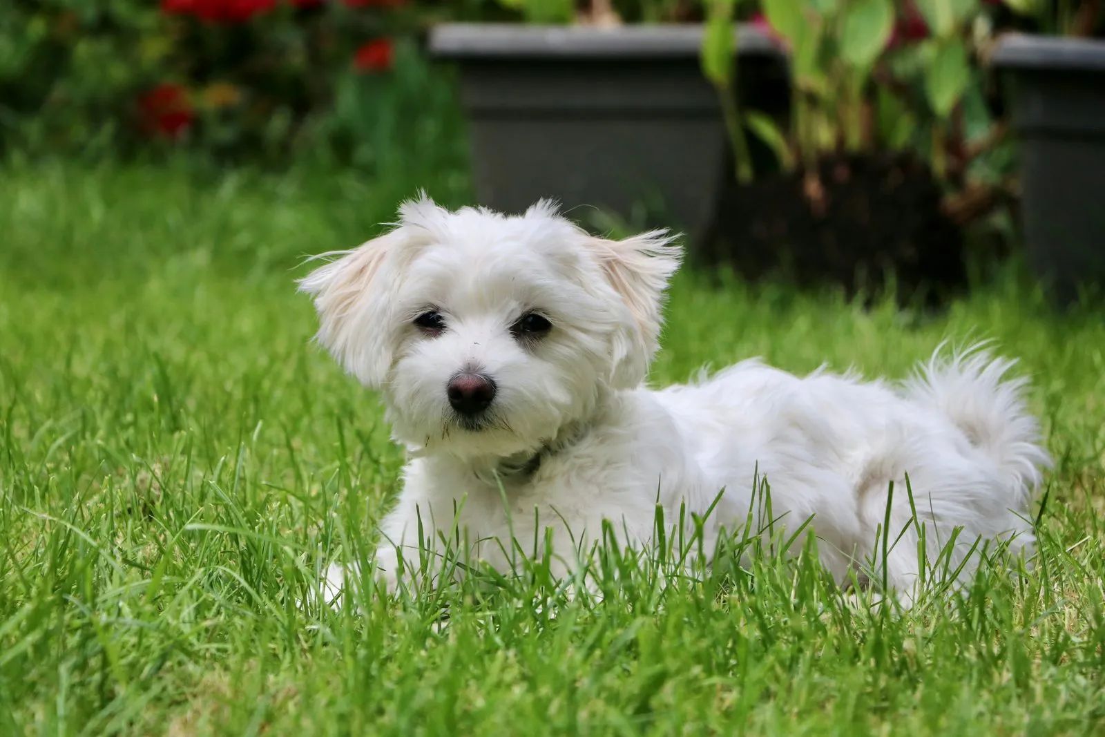 Bichon maltais blanc à poil long dans l'herbe