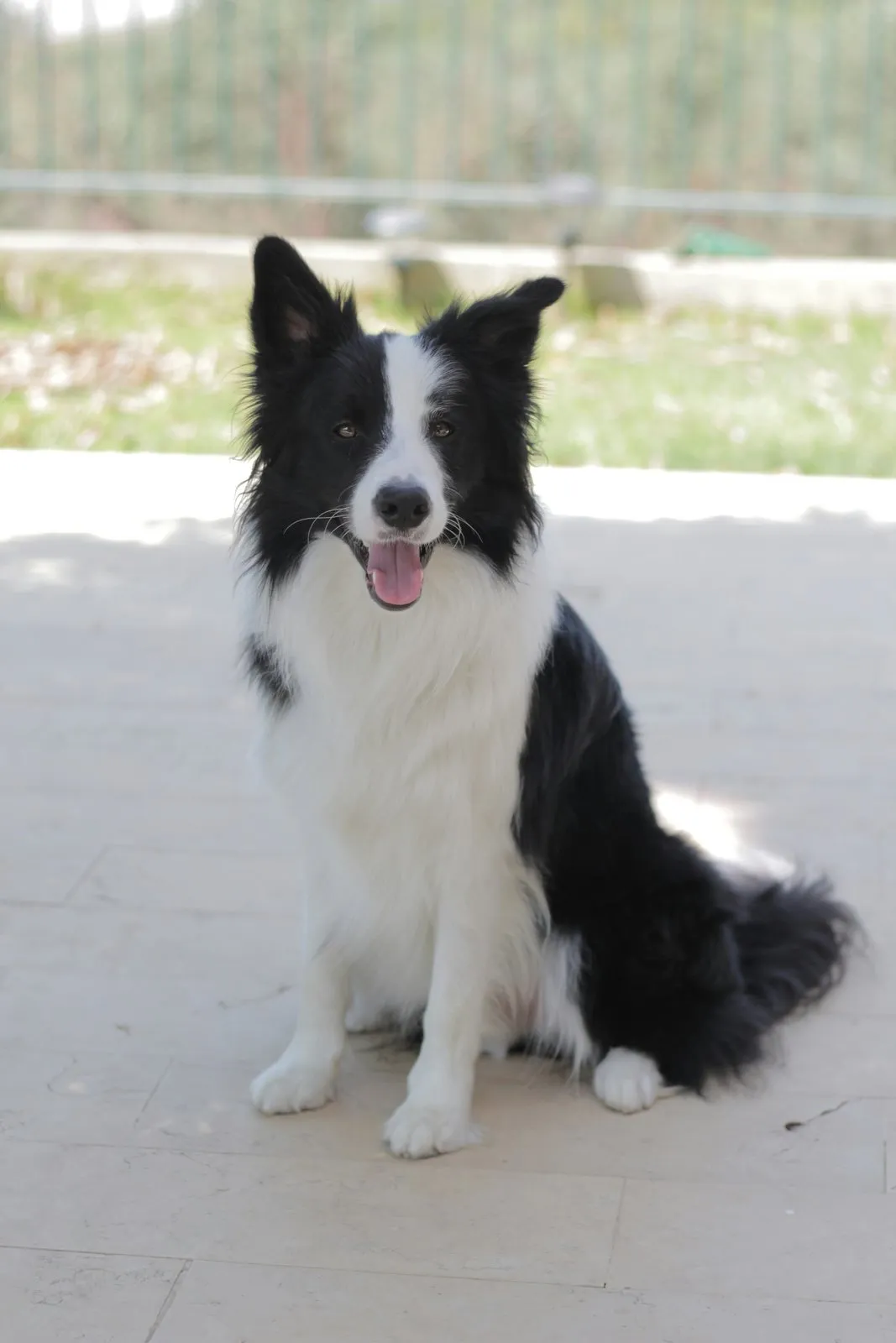 Border collie noir et blanc assis, gueule ouverte