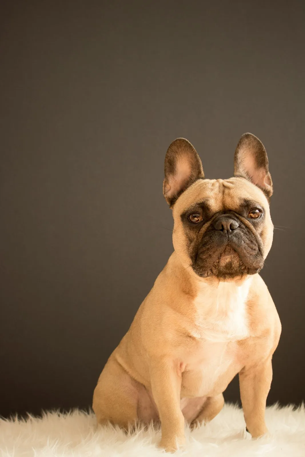 Bouledogue français fauve assis, portrait en studio