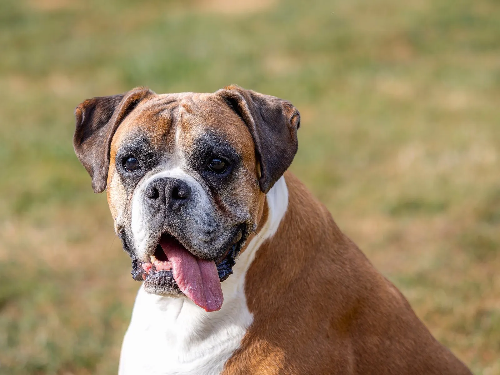 Portrait d'un boxer fauve au masque noir, langue sortie