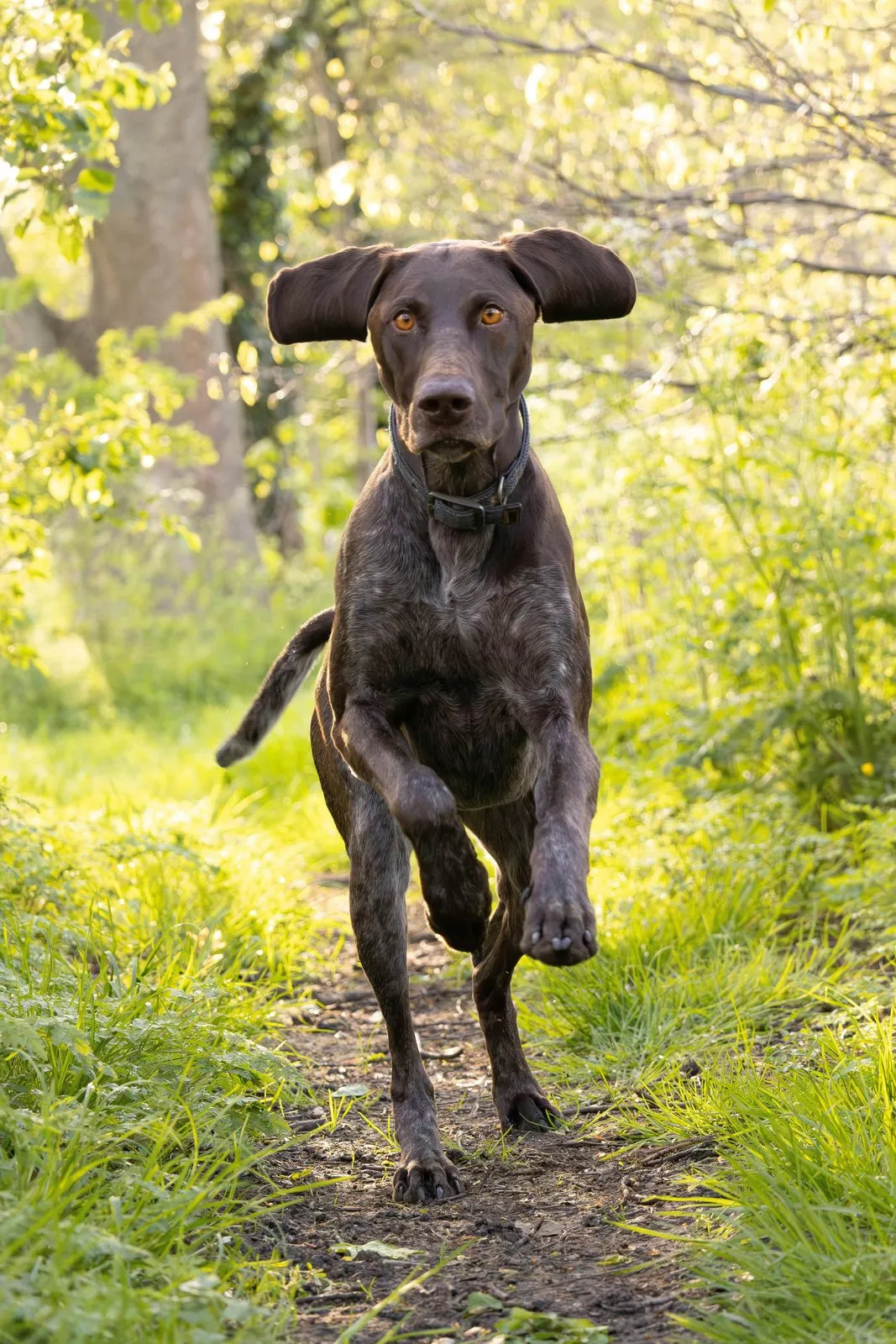 Braque allemand à poil court debout sur un chemin