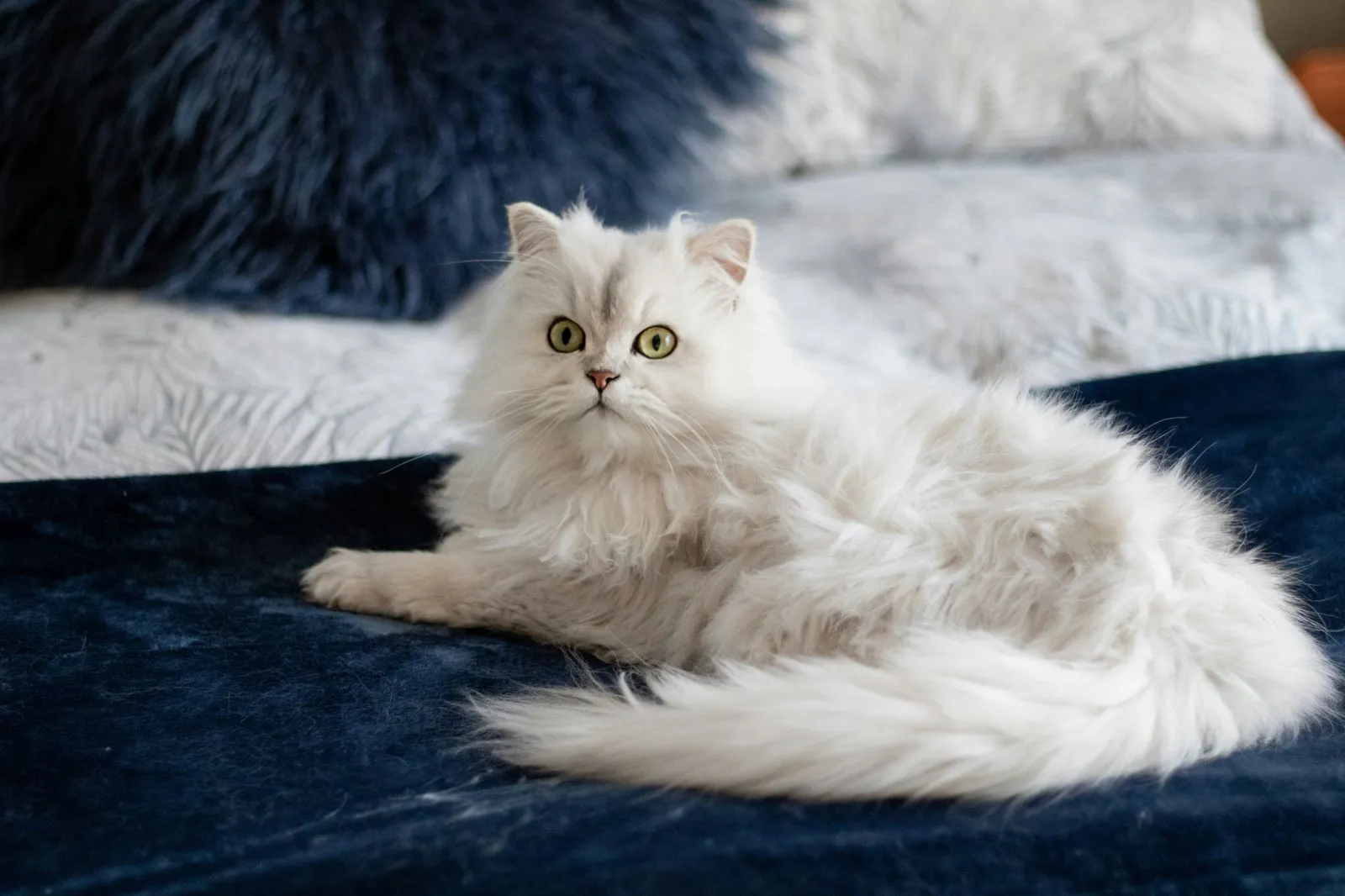 Chat à poil long blanc argenté aux yeux verts, couché sur un plaid bleu
