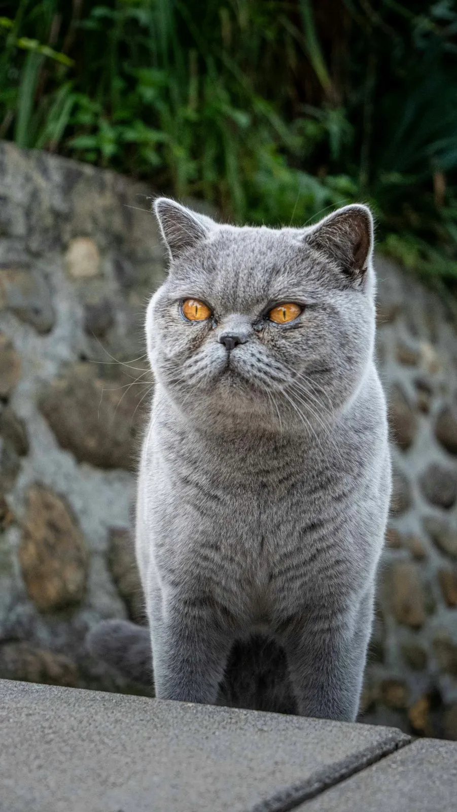 British shorthair gris bleu aux yeux orange