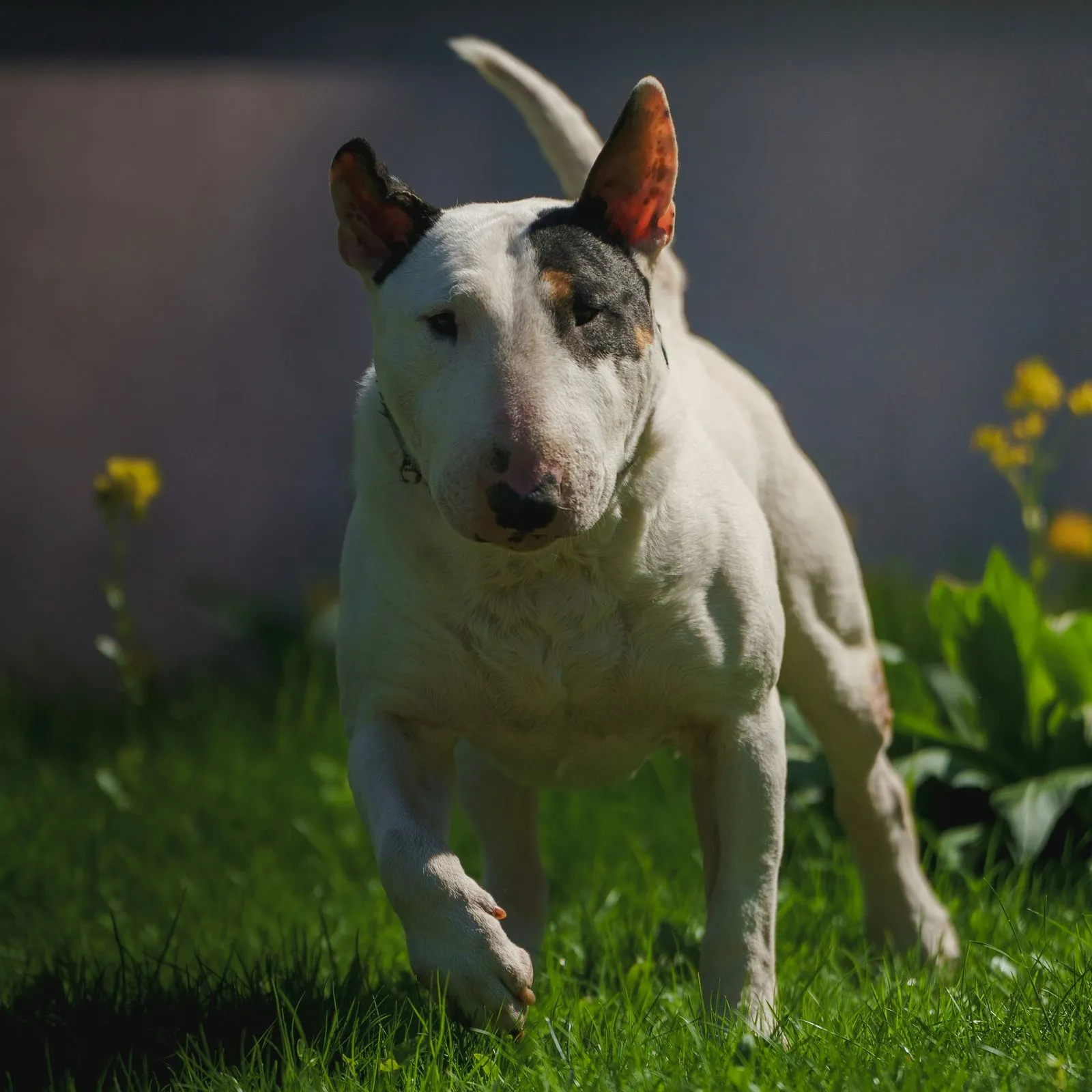 Bull terrier blanc courant dans l'herbe verte
