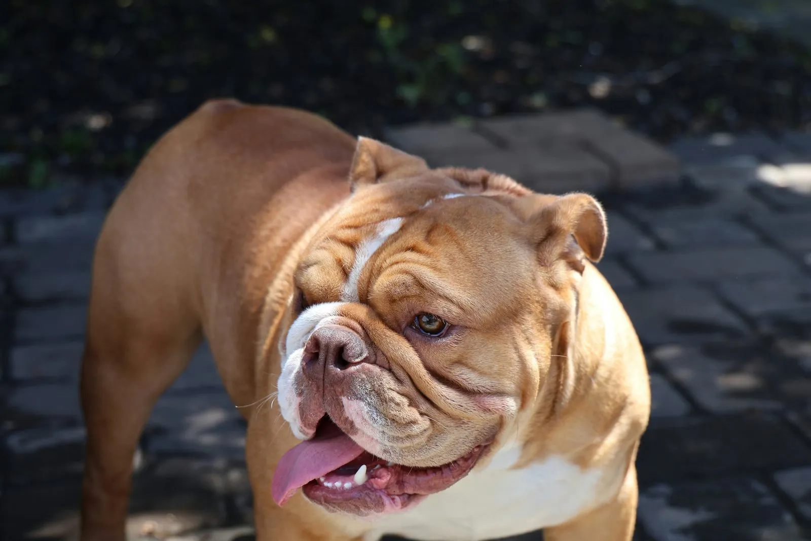 Bulldog anglais fauve et blanc debout sur des pavés