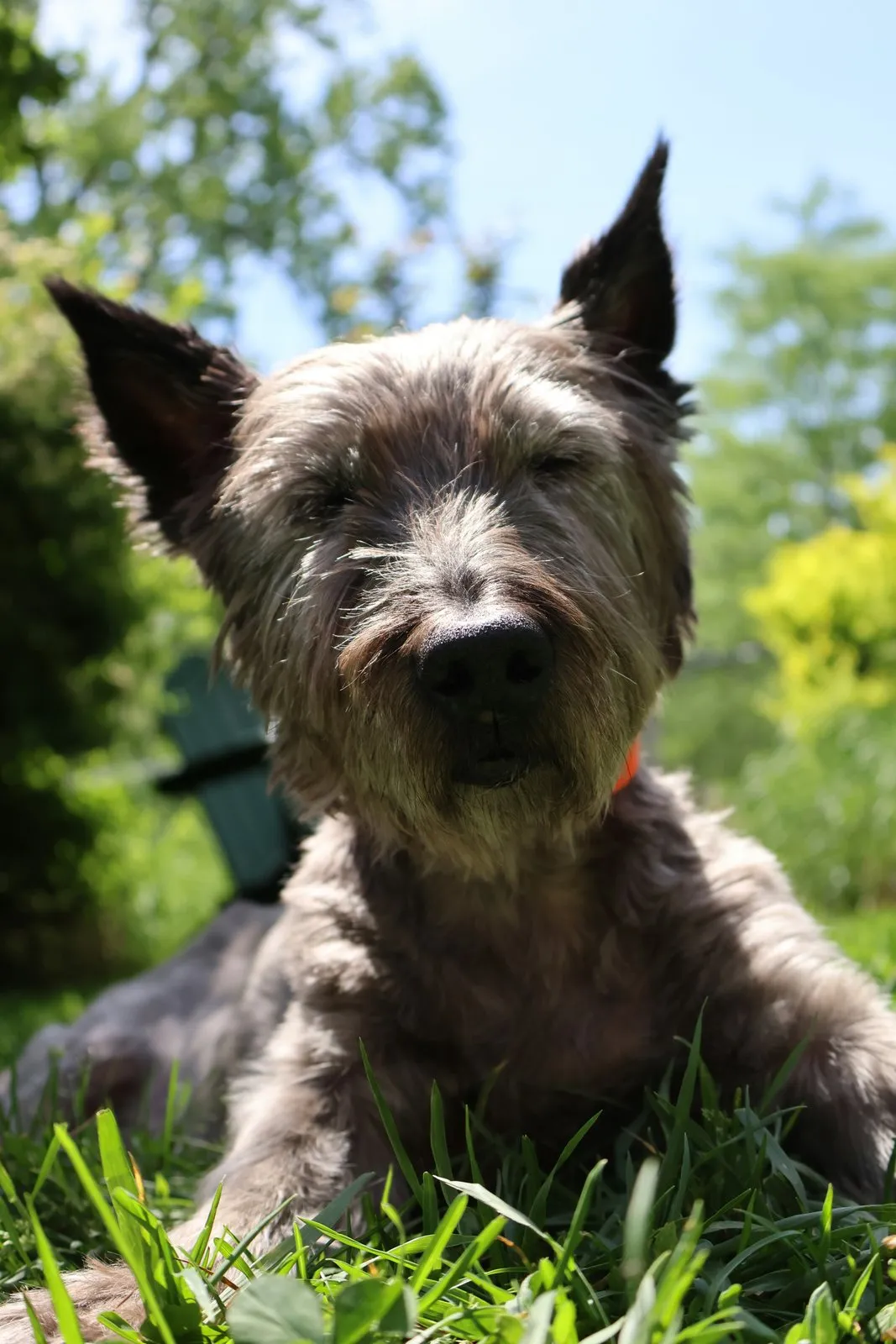 Cairn terrier gris hirsute couché dans l'herbe verte