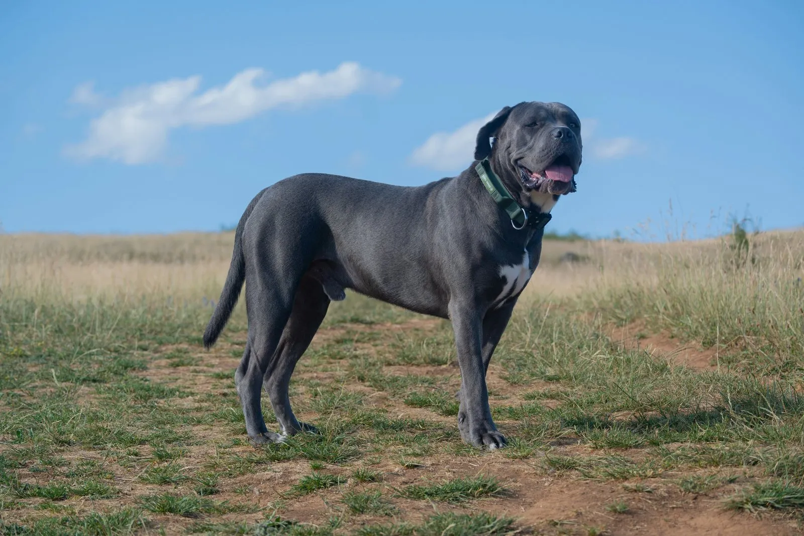 Cane corso gris debout de profil dans un champ