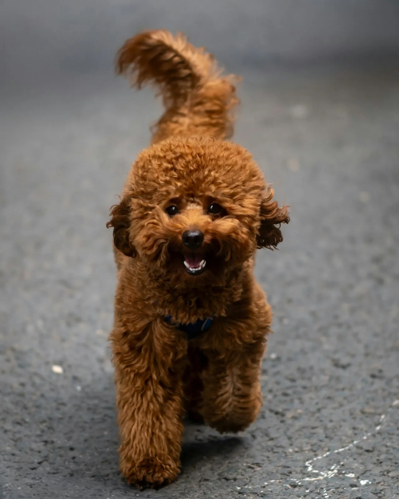 Caniche abricot, portrait en gros plan