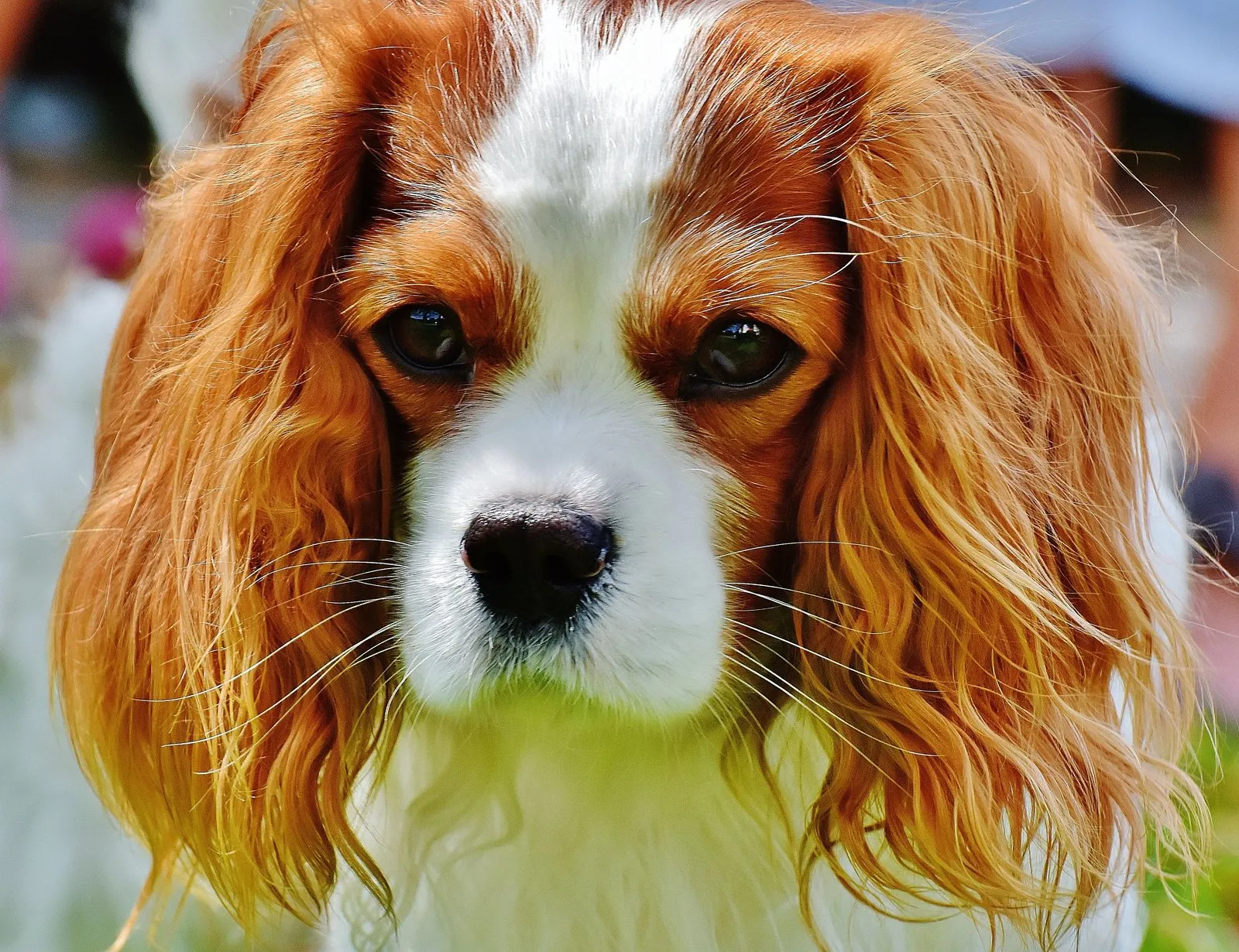 Portrait d'un cavalier king charles blenheim, fauve et blanc