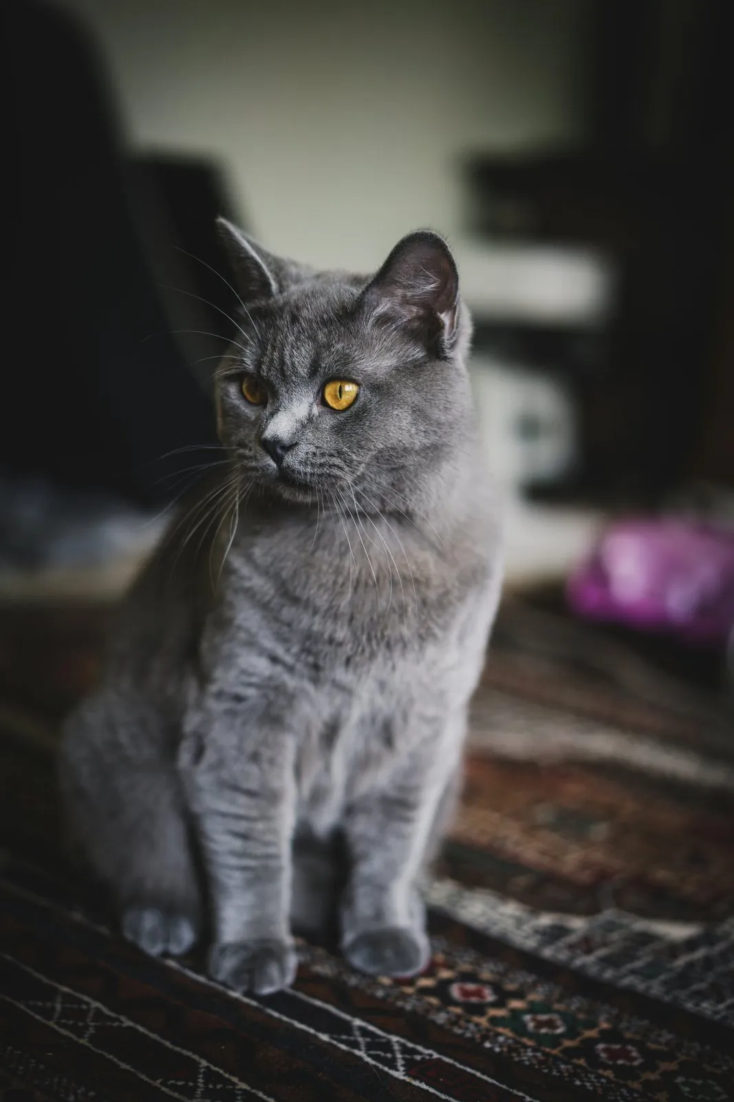 Chat gris bleu aux yeux cuivre, assis sur un tapis