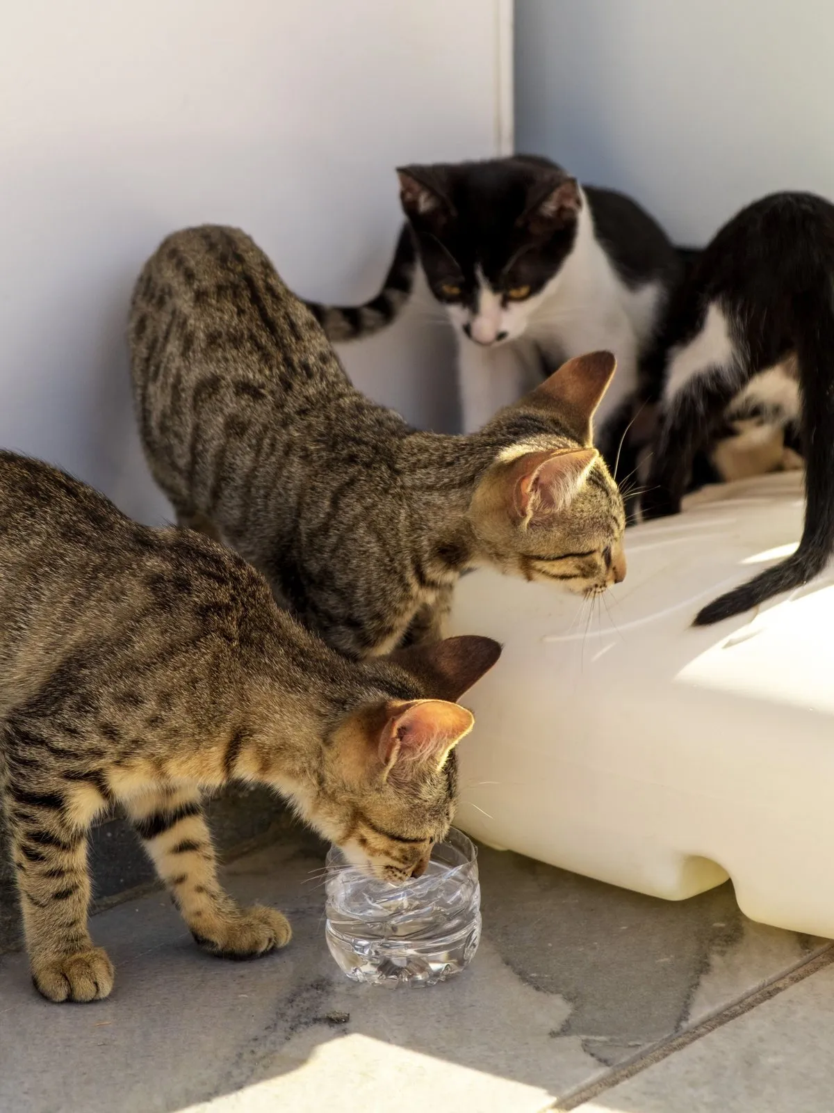 Chat buvant de l'eau dans sa gamelle
