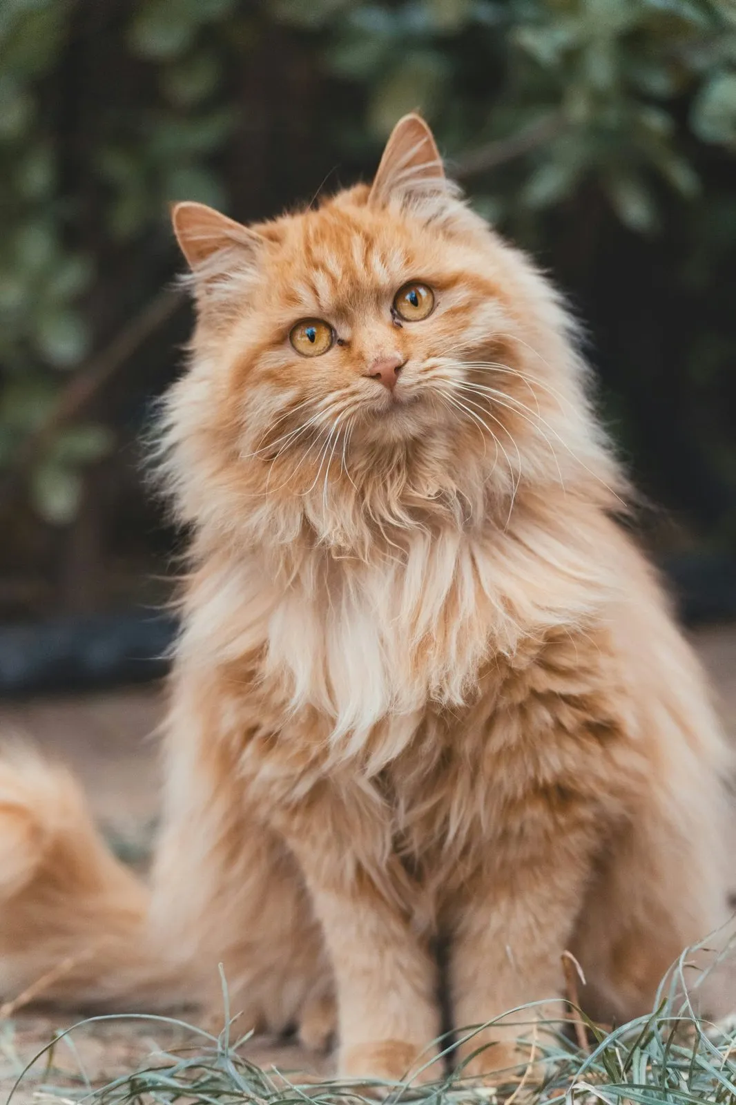 Chat roux à poil long aux yeux ambre, assis en extérieur