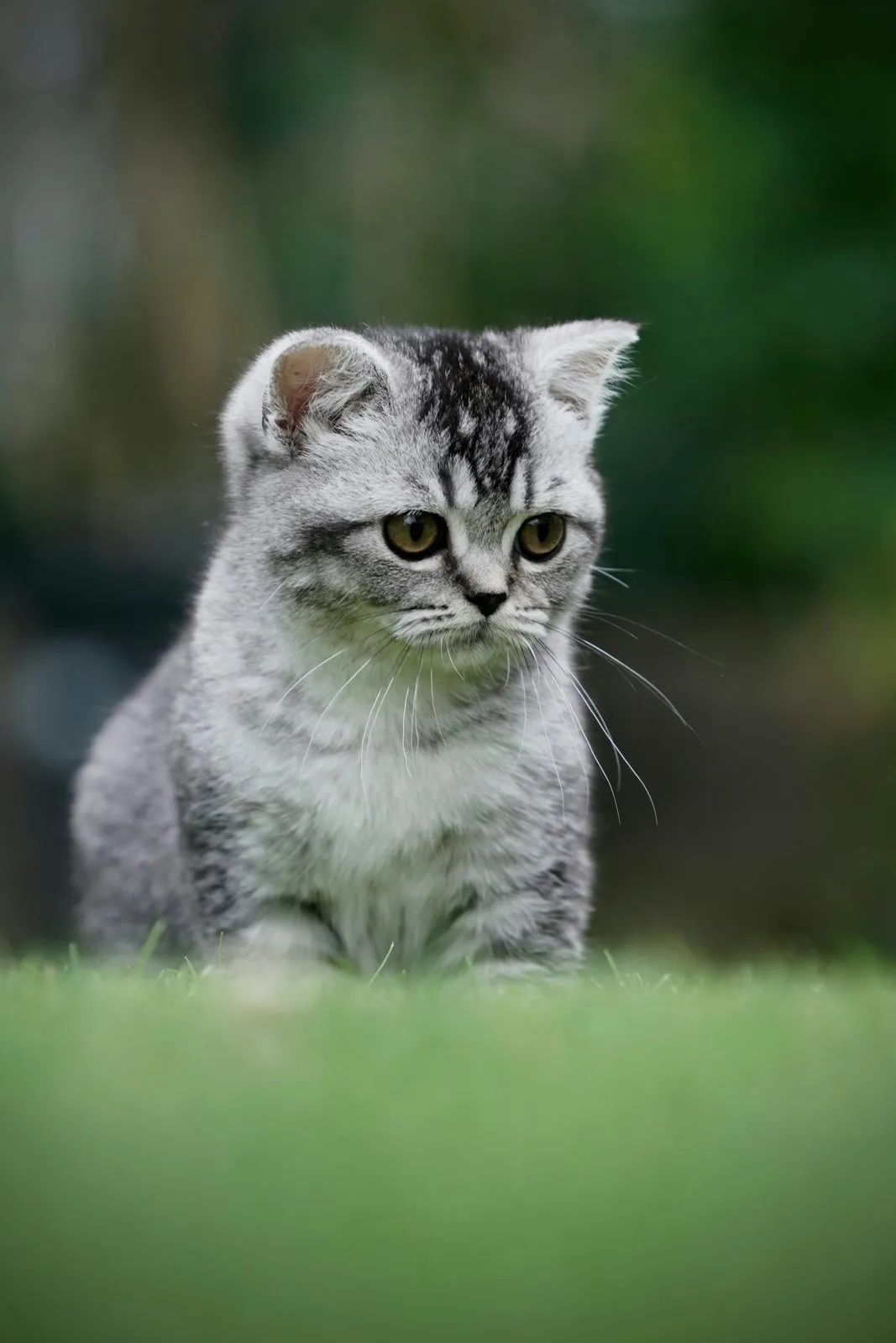 Chaton tigré assis dans l'herbe verte