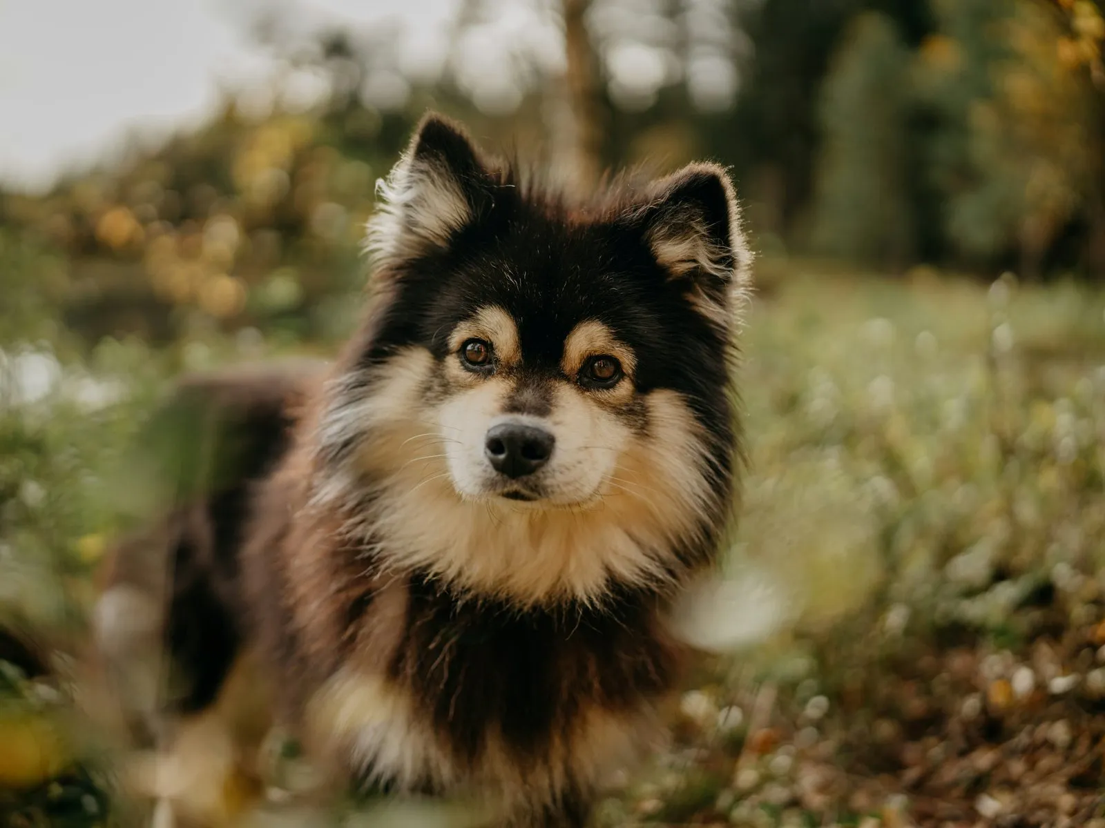 Chien finnois de Laponie assis dans un champ, à l'automne