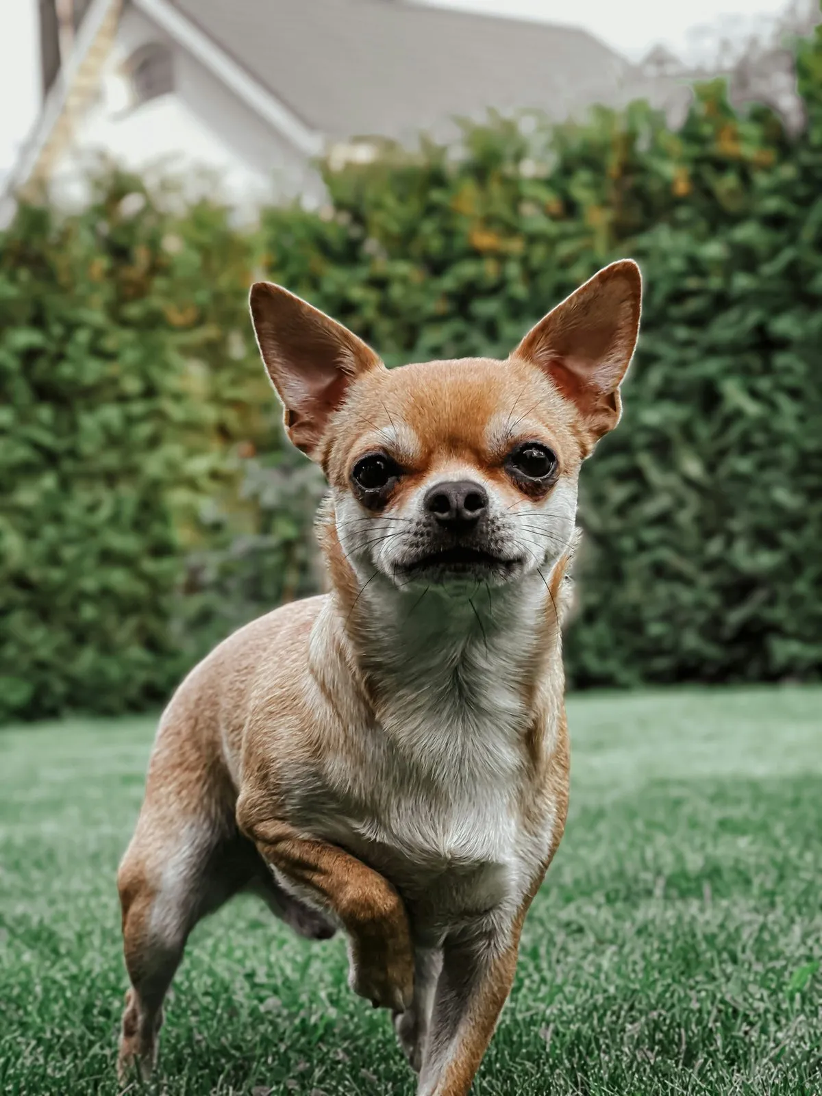 Chihuahua beige debout dans l'herbe verte