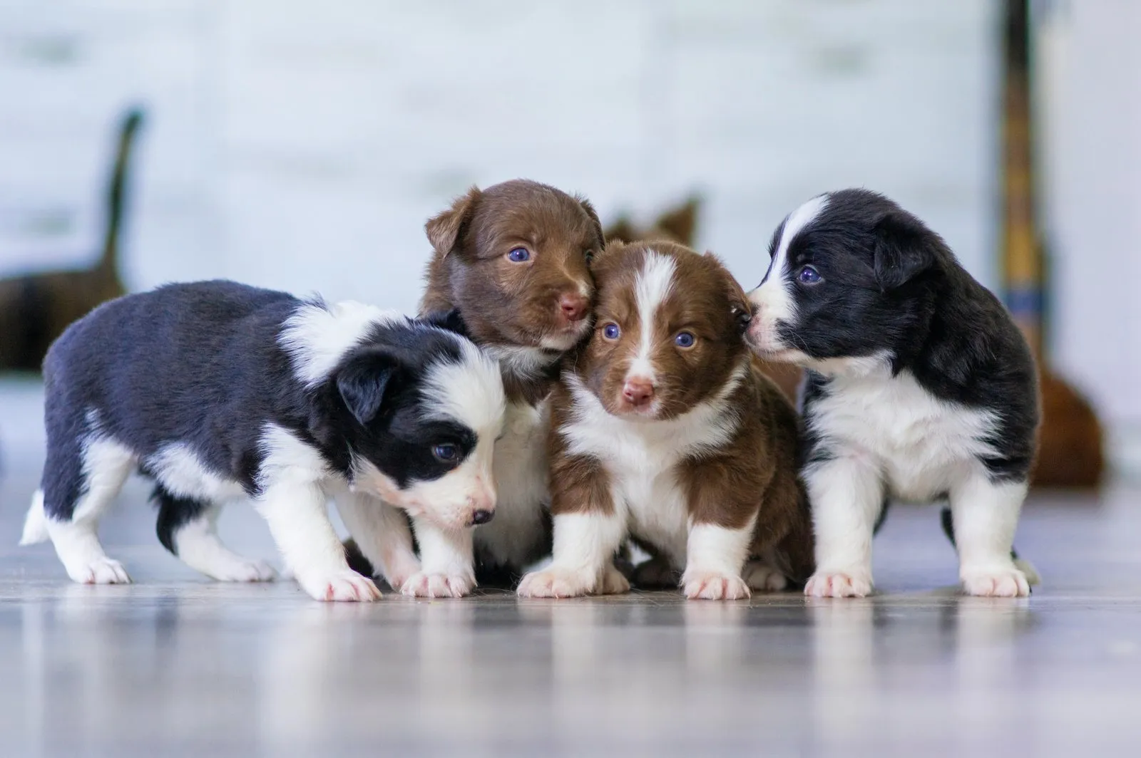 Quatre chiots border collie debout côte à côte