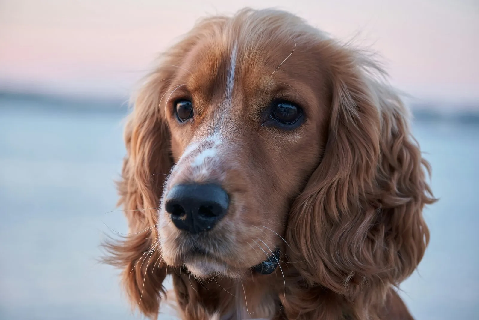Portrait d'un cocker anglais fauve aux longues oreilles ondulées