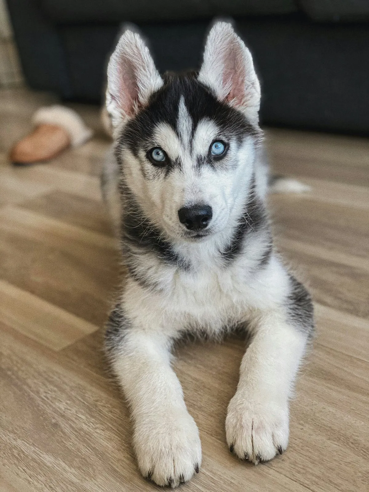 Chiot husky couché sur un parquet, regard vers l'objectif