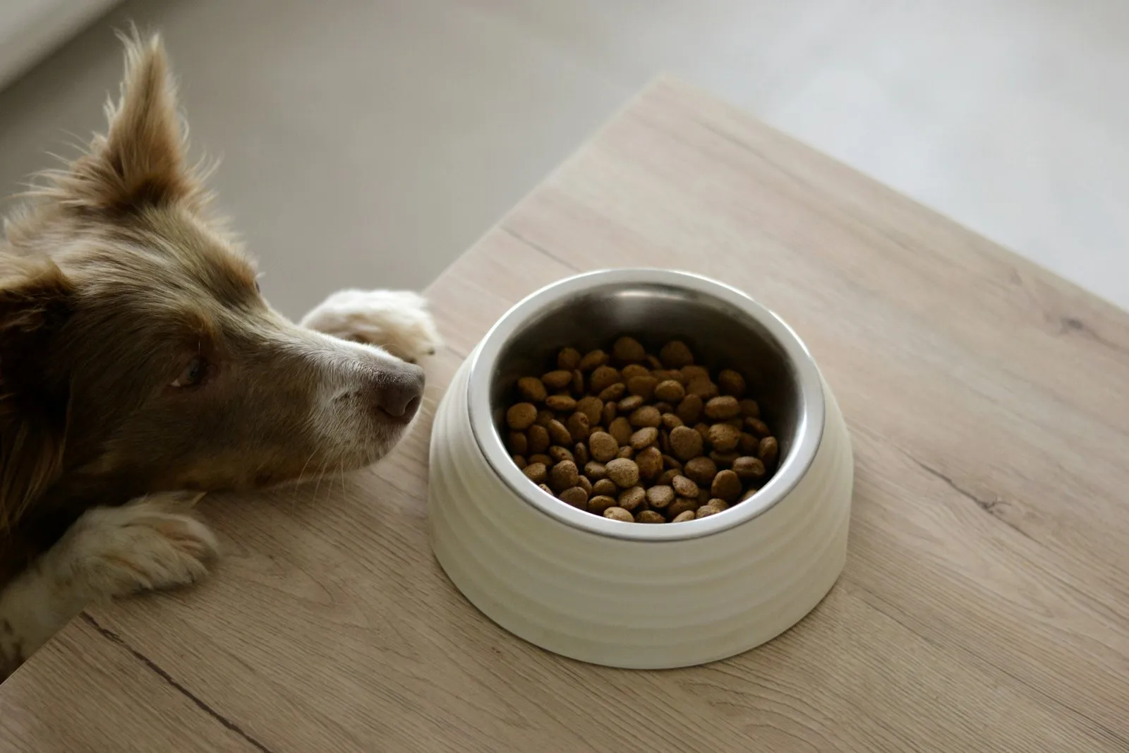Chien approchant le museau d'une gamelle de croquettes posée sur une table