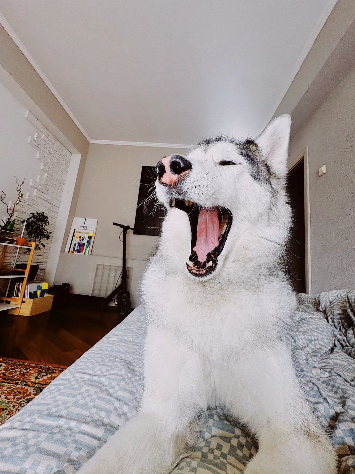 Husky bâillant seul sur un lit dans un appartement