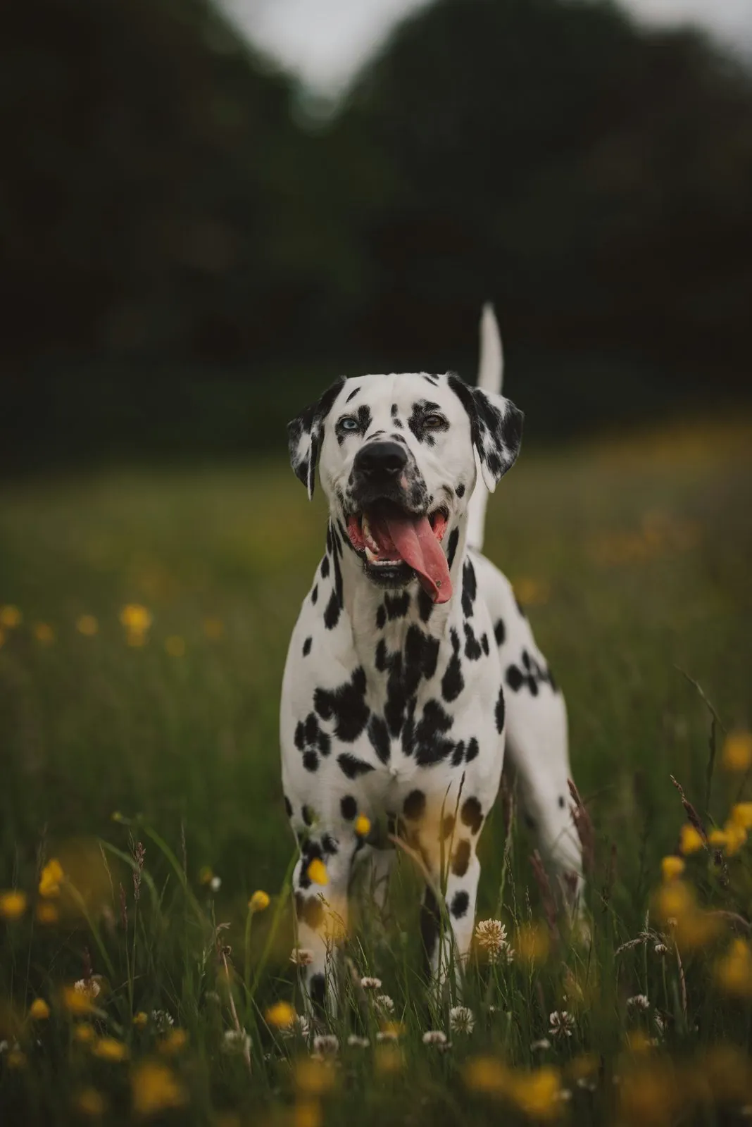 Dalmatien debout dans un champ d'herbe verte