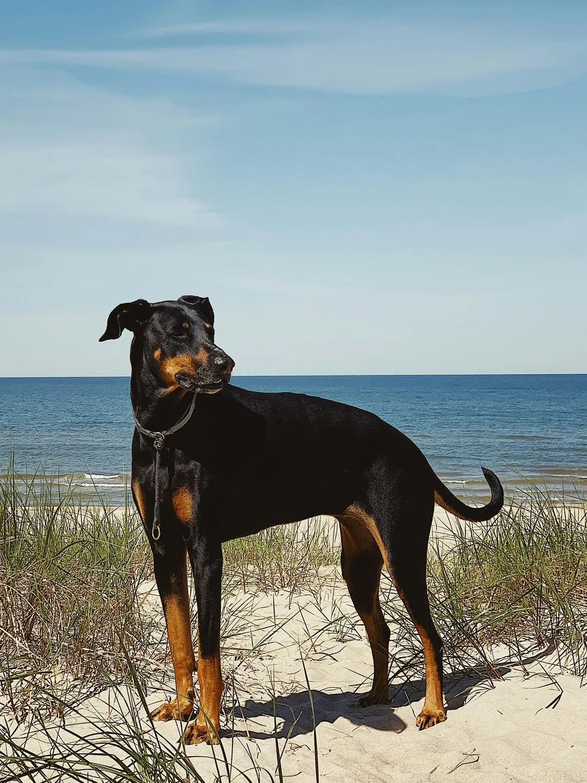 Dobermann noir et feu debout sur une plage de sable