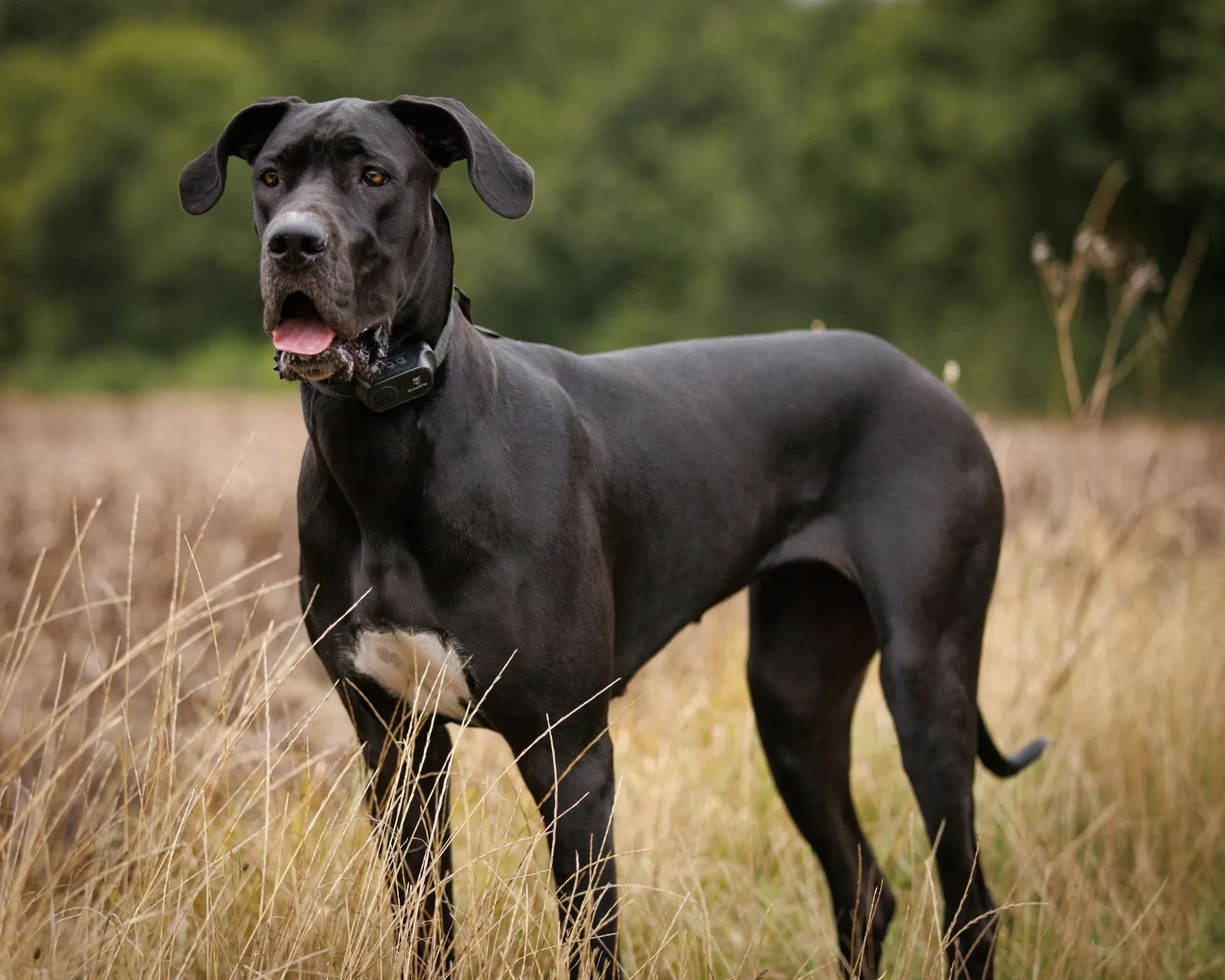 Dogue allemand noir debout dans des herbes hautes