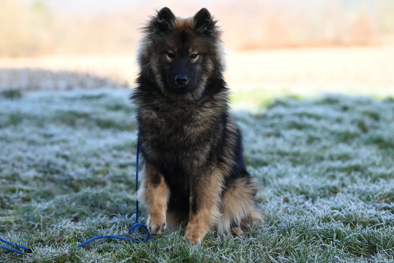 Eurasier assis dans l'herbe couverte de givre