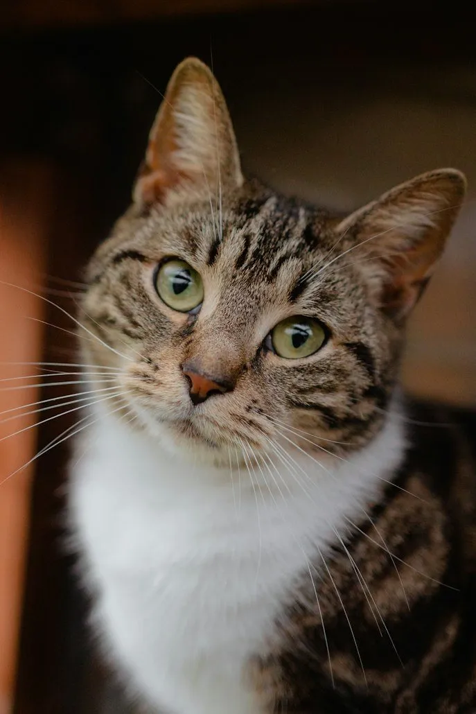 Portrait d'un chat européen tigré aux yeux verts