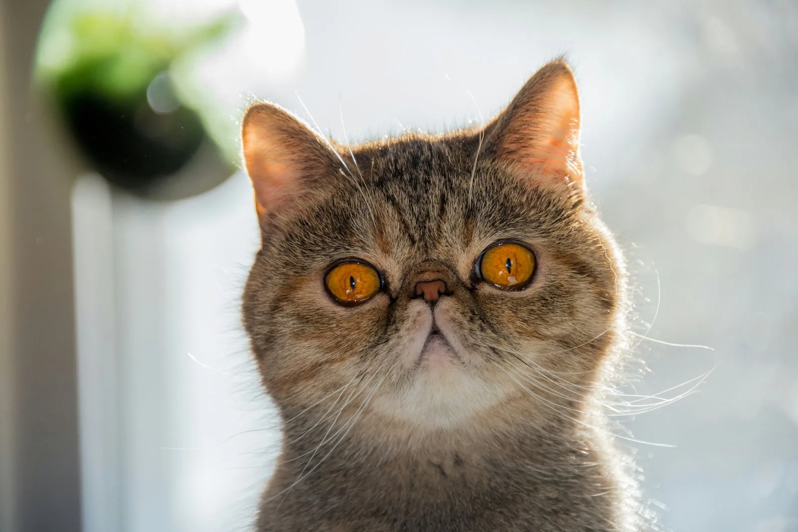 Exotic shorthair à face plate, portrait de face