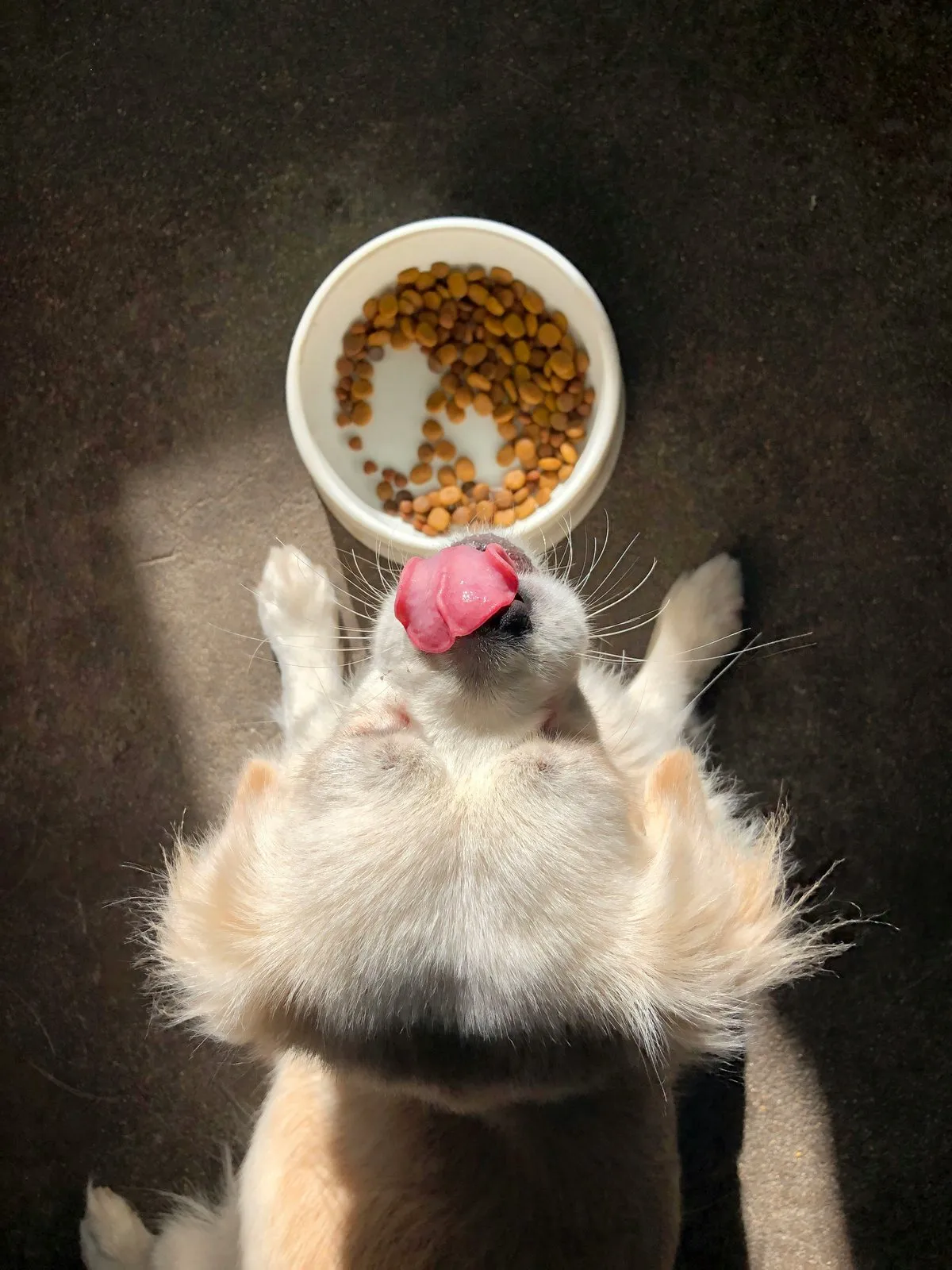 Chien vu de dessus se léchant les babines devant une gamelle