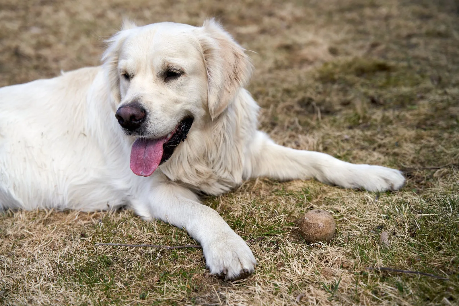 Golden retriever couché dans l'herbe, langue sortie, à côté de sa balle