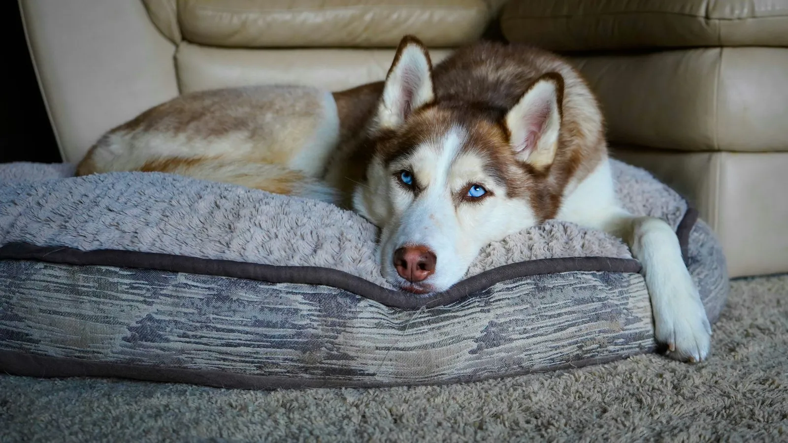 Husky sibérien aux yeux bleus allongé sur son panier