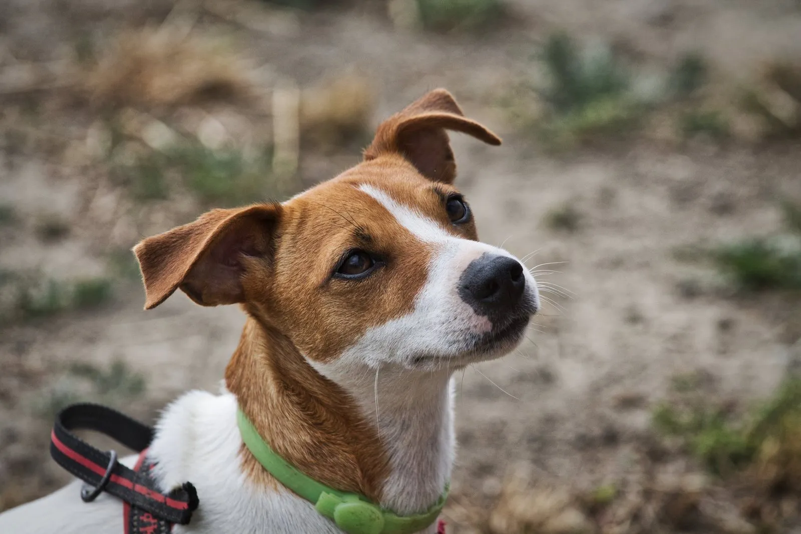 Portrait d'un jack russell terrier blanc et fauve en extérieur
